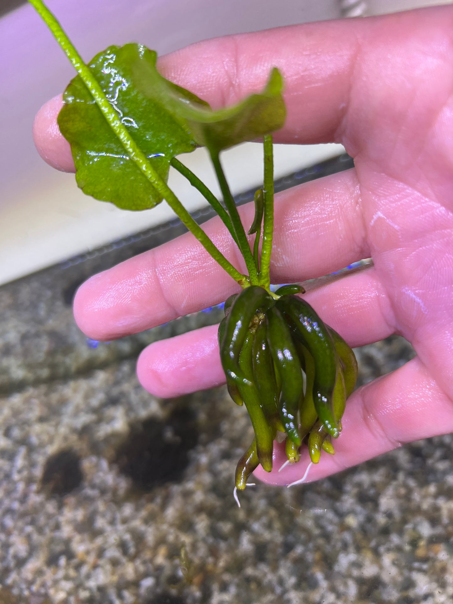 Banana Plant (Nymphoides Aquatica)