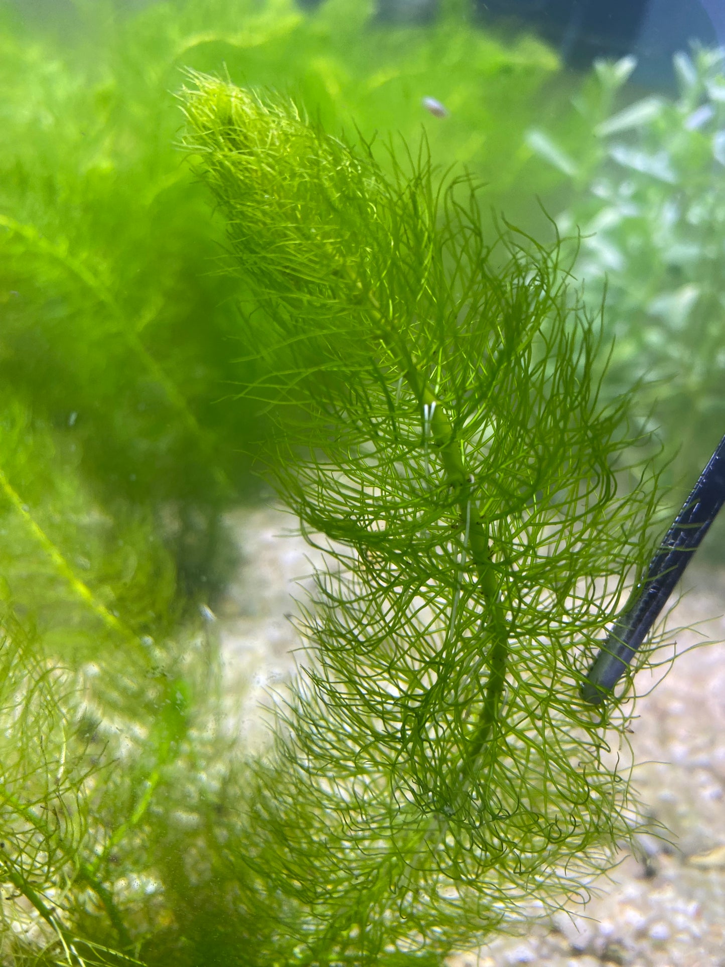 Green myrio(Myriophyllum Pinnatum)