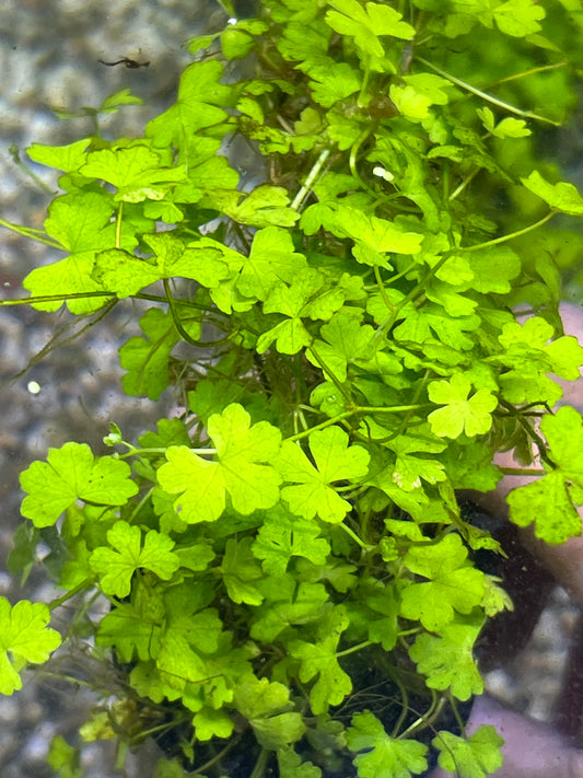 Hydrocotyle japan