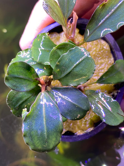 Bucephalandra Boyan