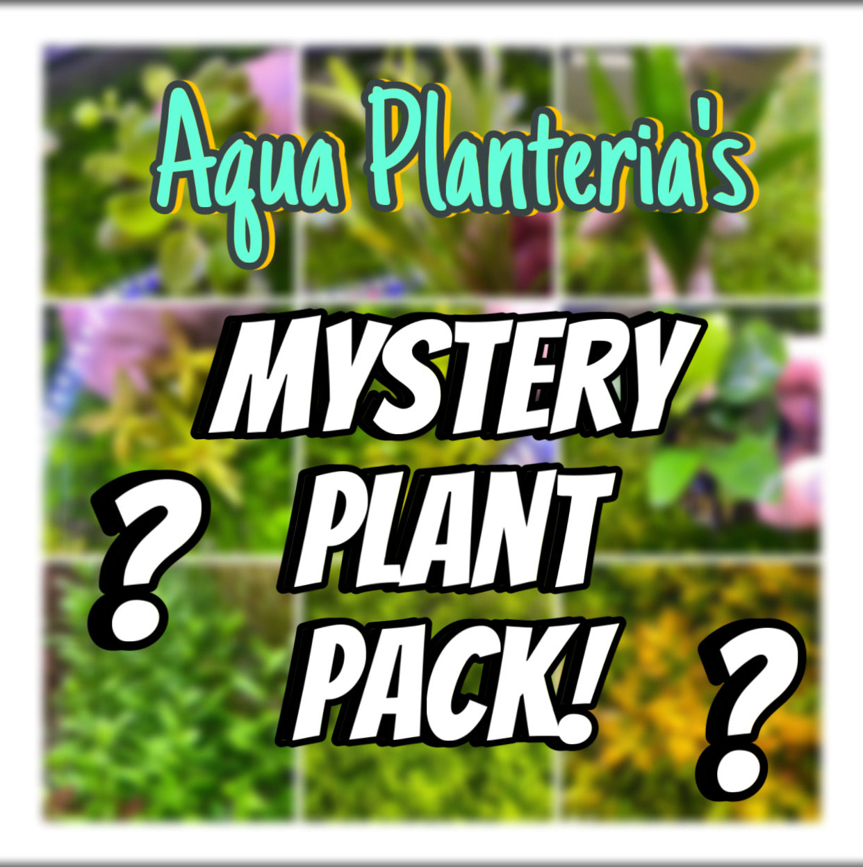 Mystery Plant Pack