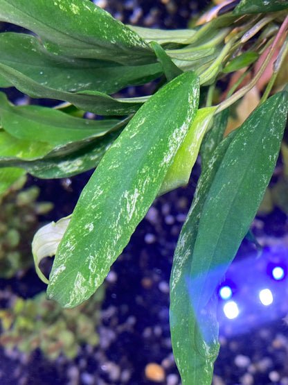 Anubias minima variegated