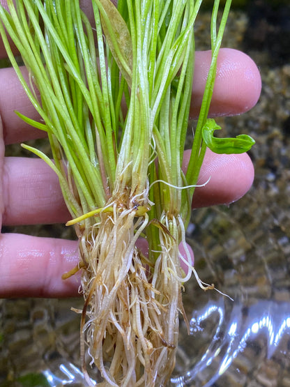 Chain sword ‘Broad leaf’