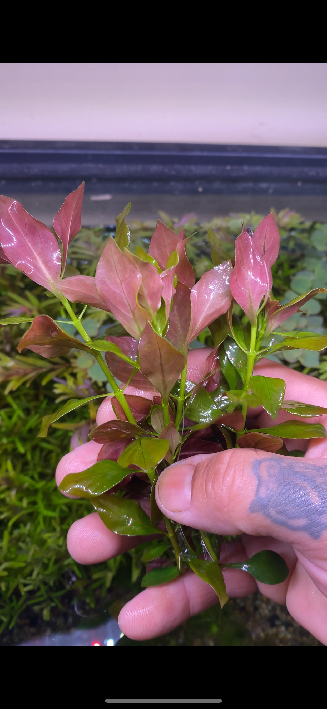 Ludwigia Repens (Broad Leaf)