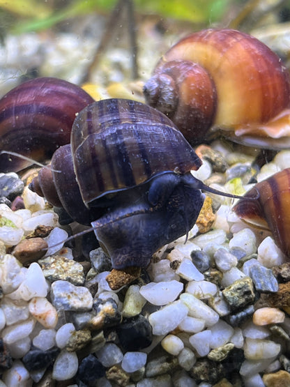 Assorted Mystery Snails!
