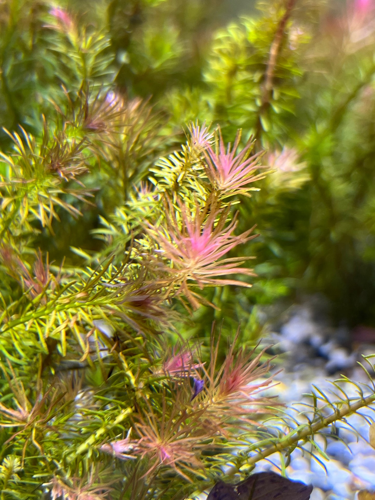 Rotala wallichii