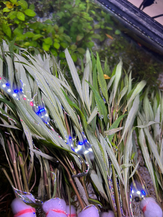 Hygrophilia lacustris