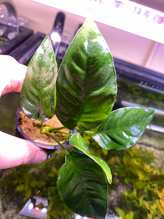 Anubias Barteri “Striped”