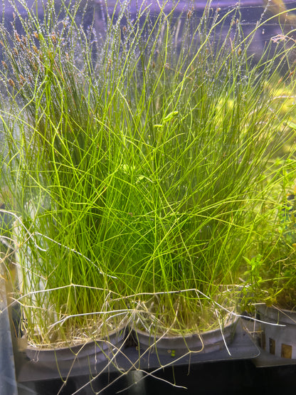 Dwarf Hair Grass