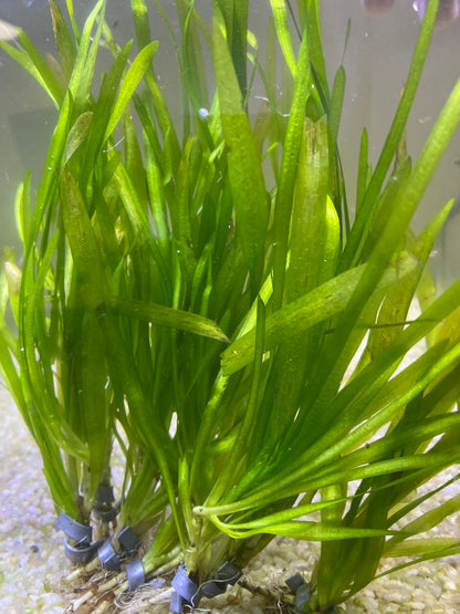 Italian Vallisneria (Vallisneria Spiralis)