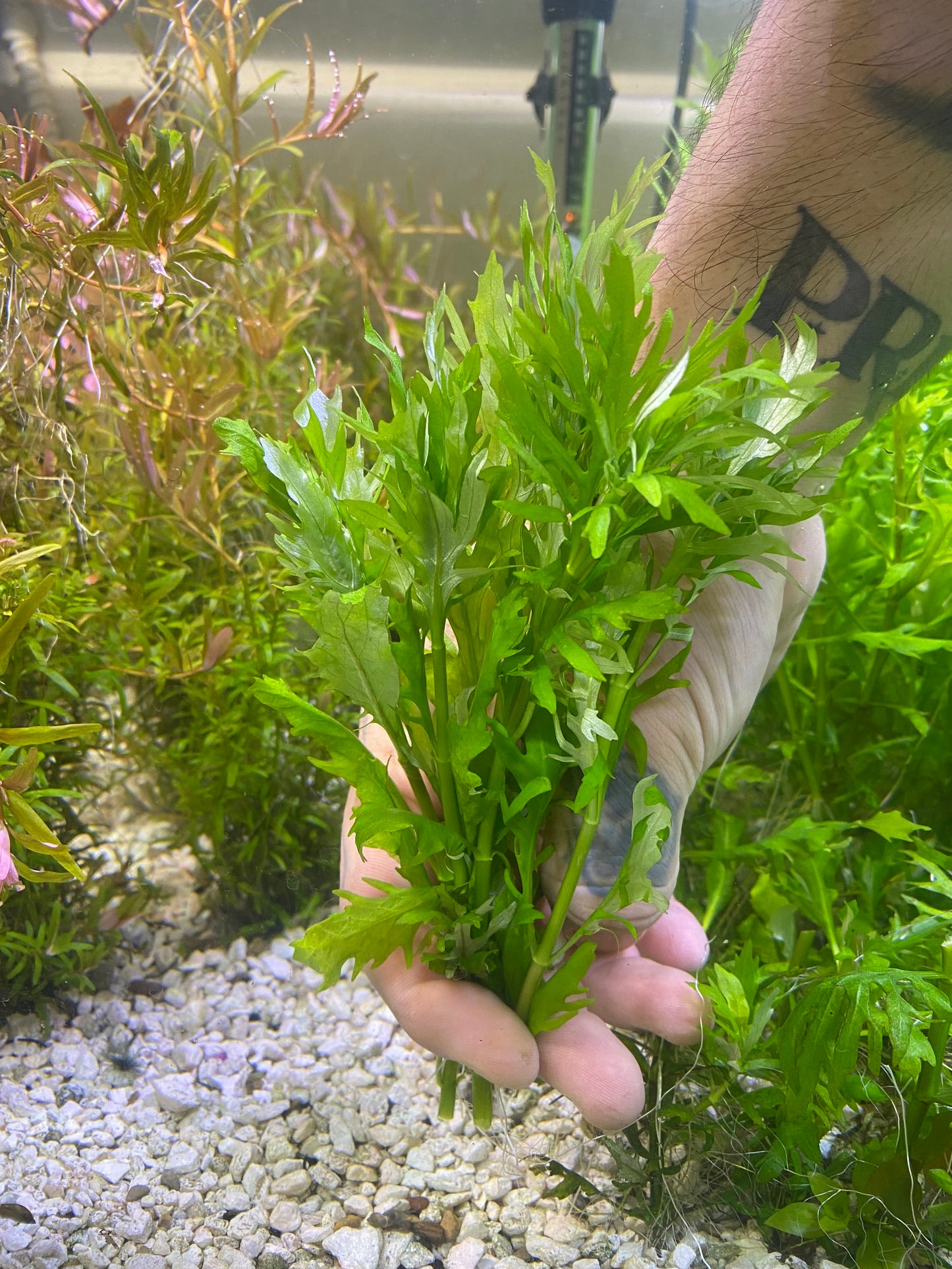 Water Wisteria / Hygrophila Difformis