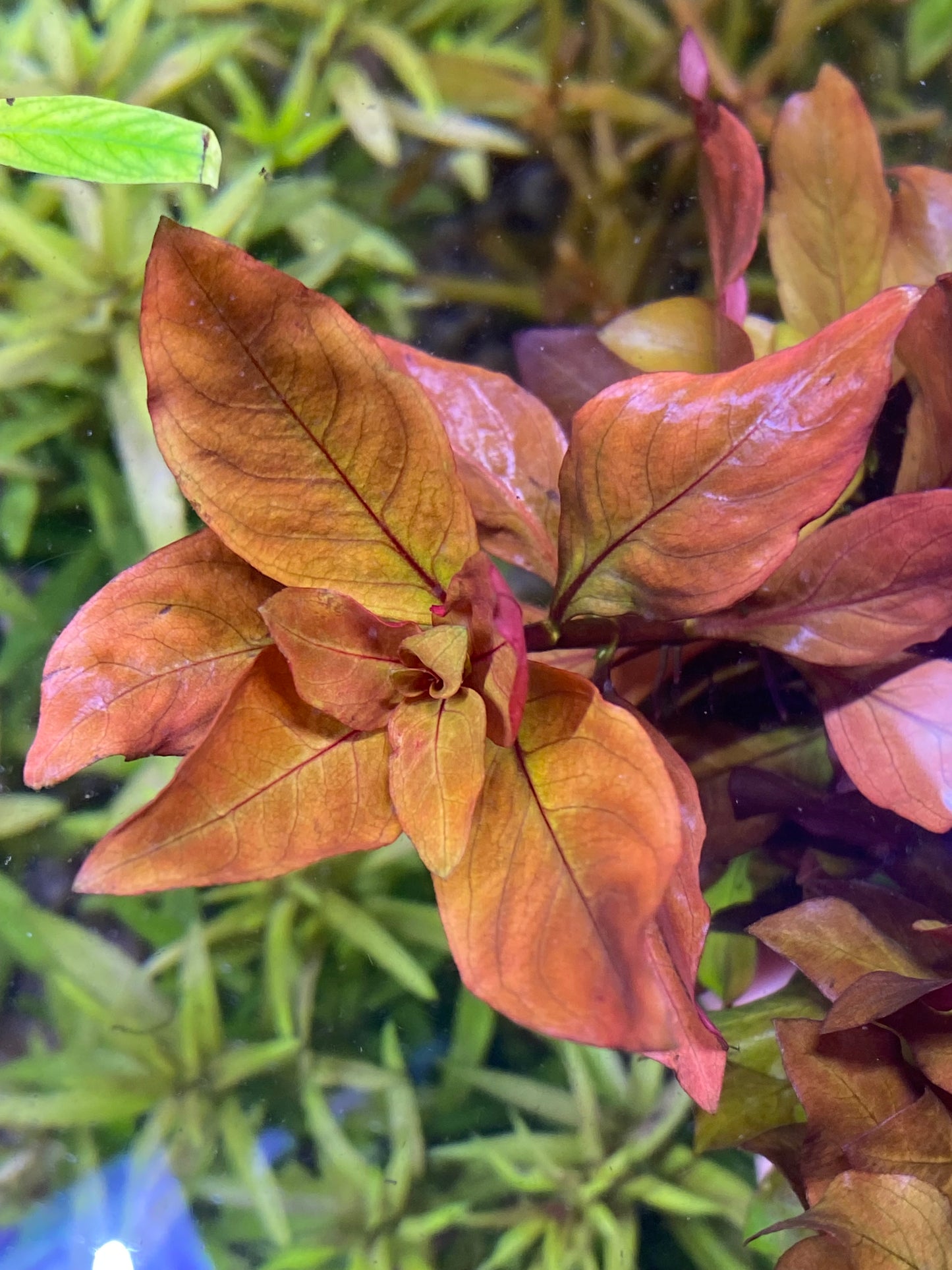 Ludwigia Peruensis Var. Diamond