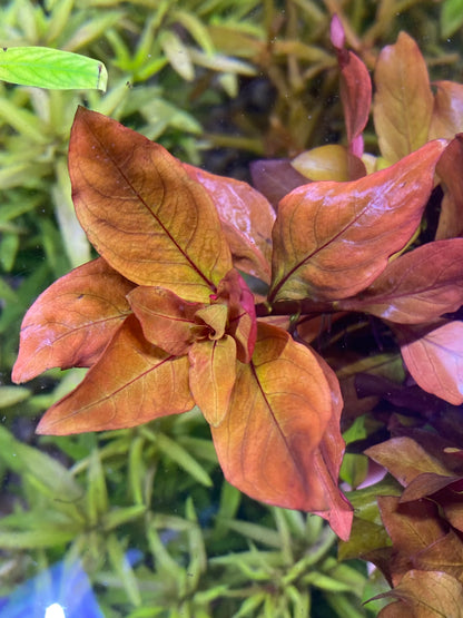 Ludwigia Peruensis Var. Diamond