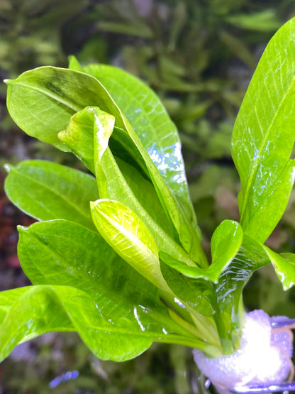 Echinodorus parviflorus