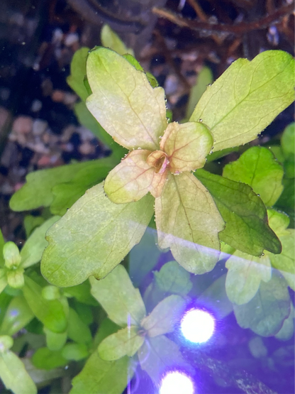 Mexican Oak Leaf