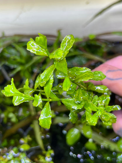 Variegated Moneywort (Potted)