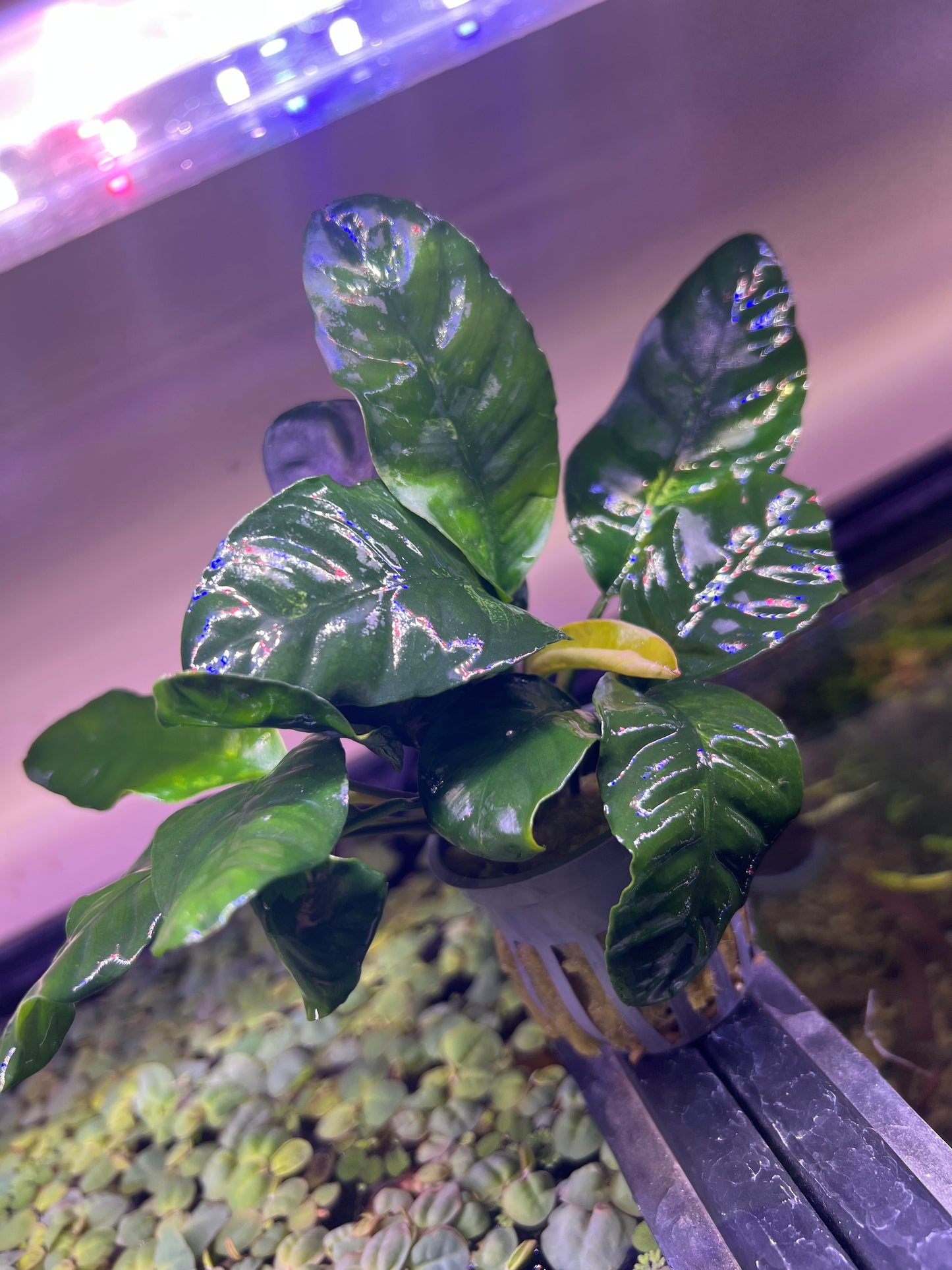 Anubias Coffeefolia
