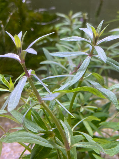 Pogostemus Stellatus(Narrow-Leaf)