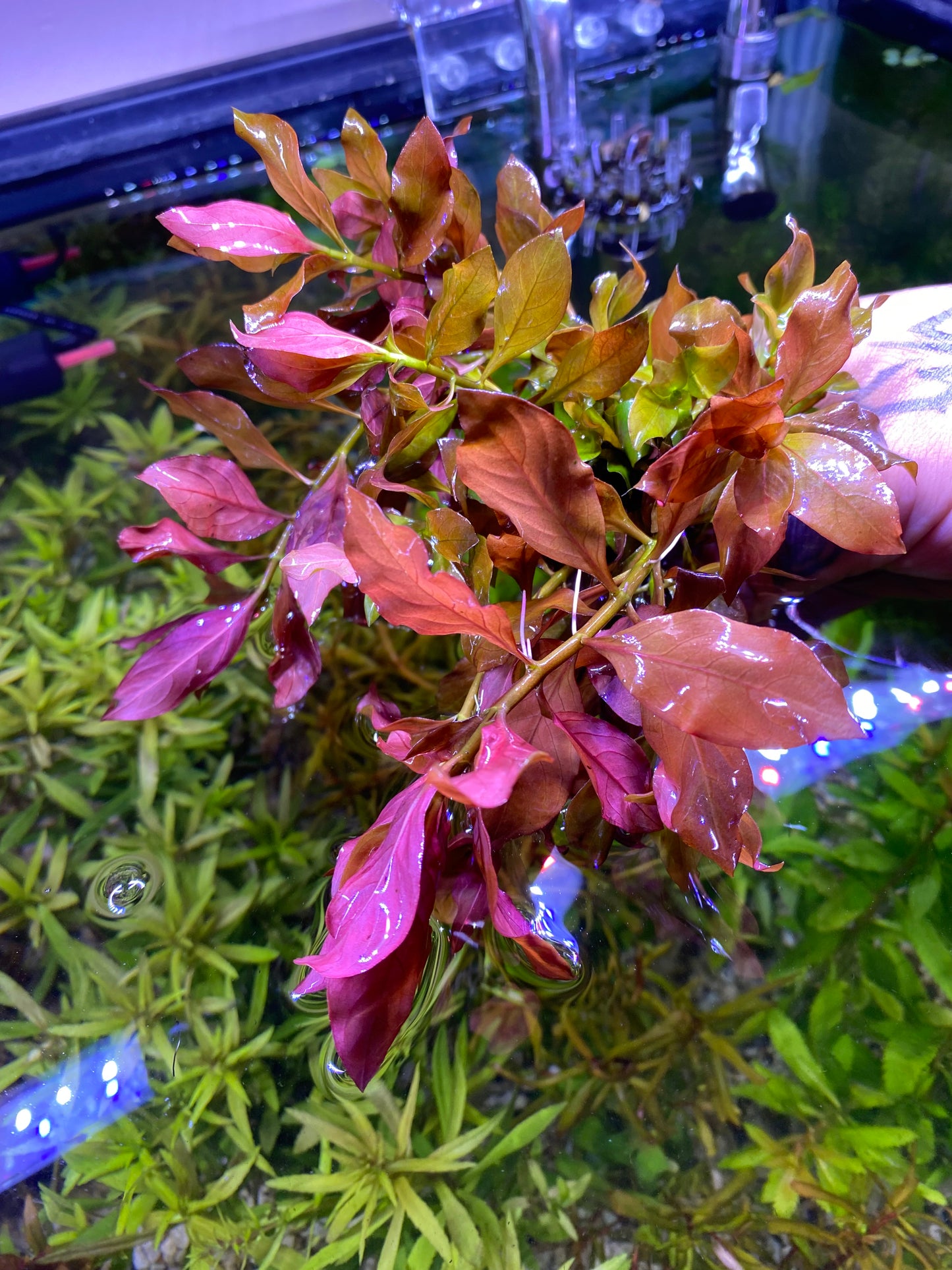 Ludwigia Peruensis Var. Diamond