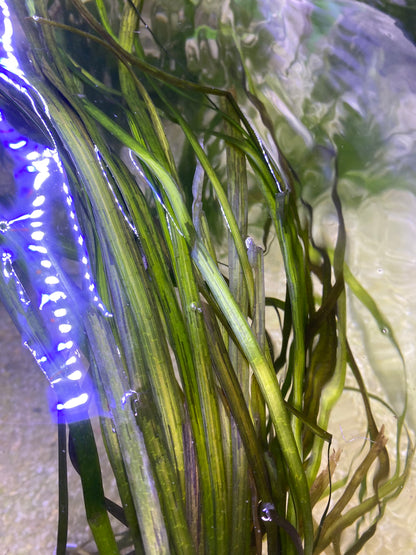 Americana Vallisneria (Jungle Val)