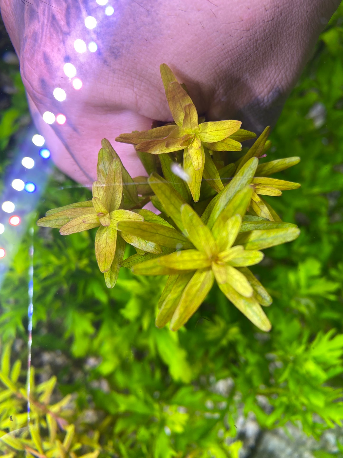 Rotala Rotundifolia “Mini pink”