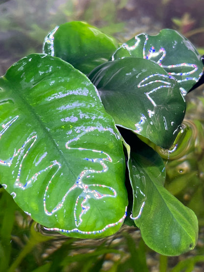 Anubias Coffeefolia