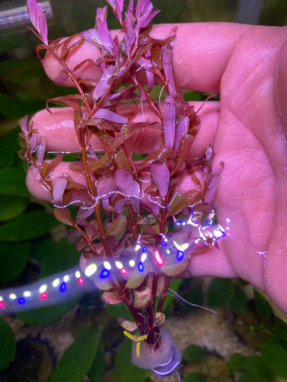 Rotala Magenta