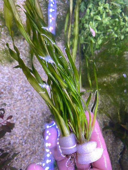 Contortion Jungle Vallisneria (Corkscrew)