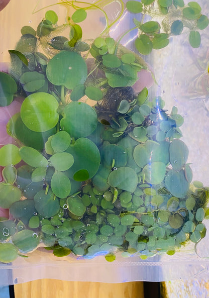 Mixed floaters plant pack