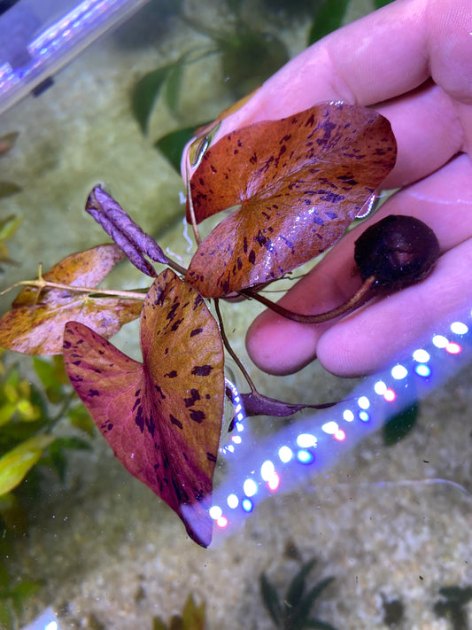 Red Plant Pack