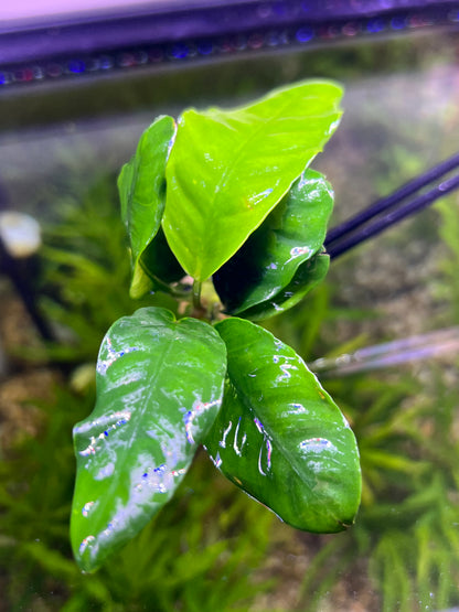 Anubias Coffeefolia