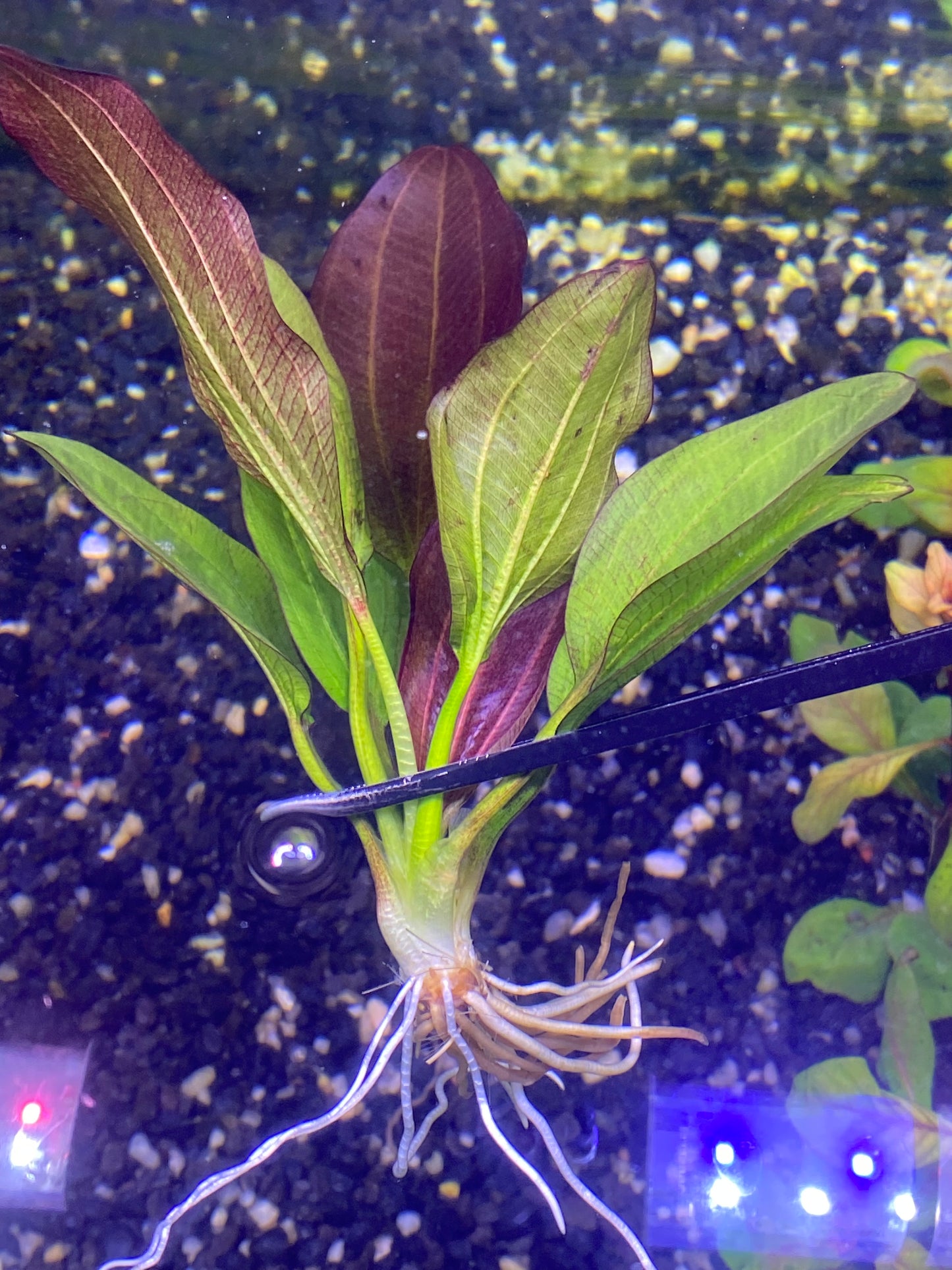 Echinodorus “ fancy twist”