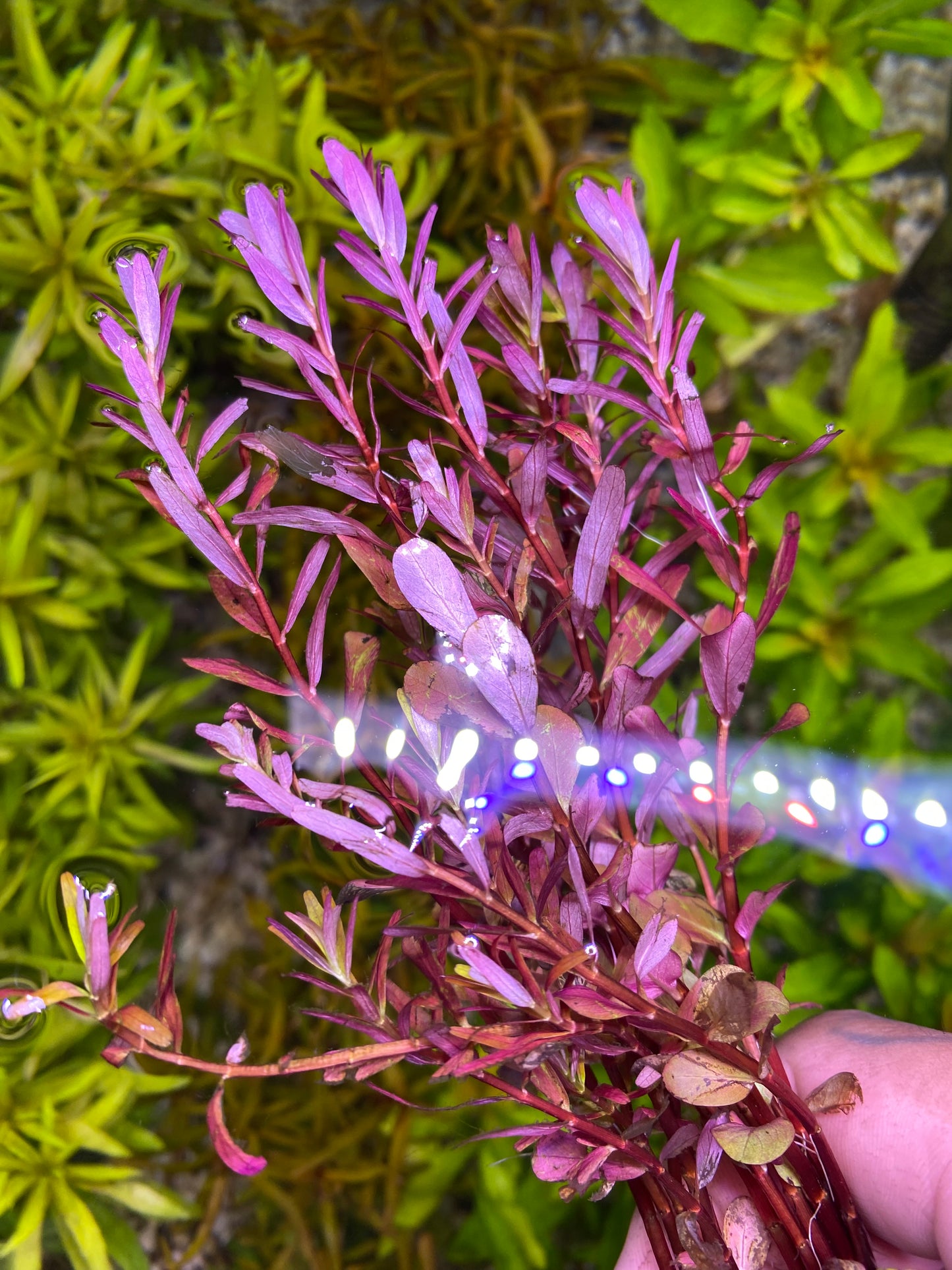 Rotala Magenta