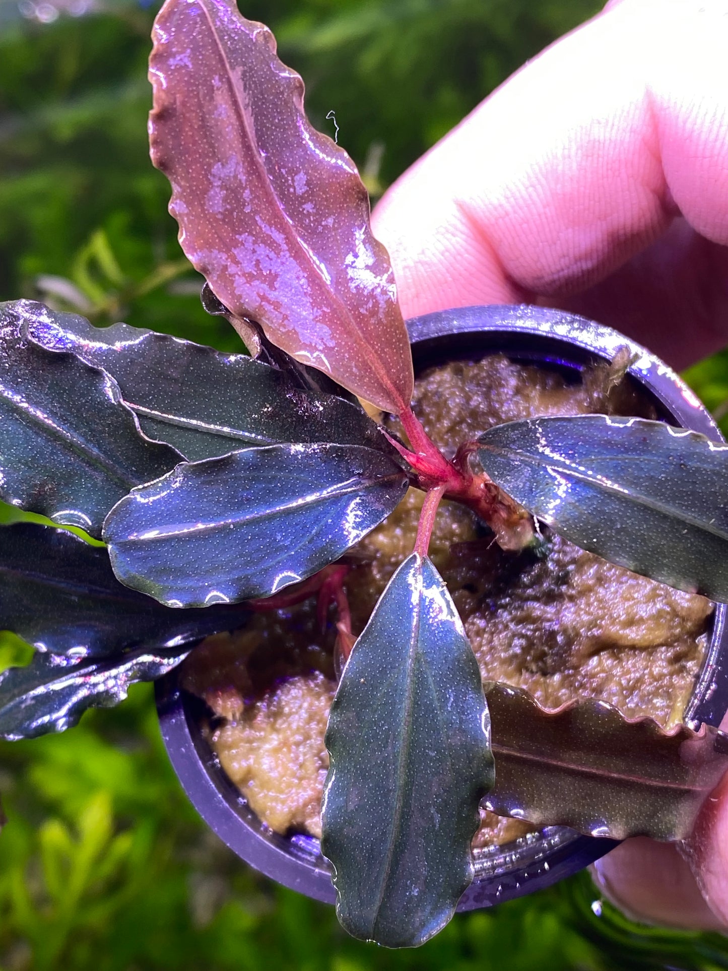 Bucephalandra Godzilla