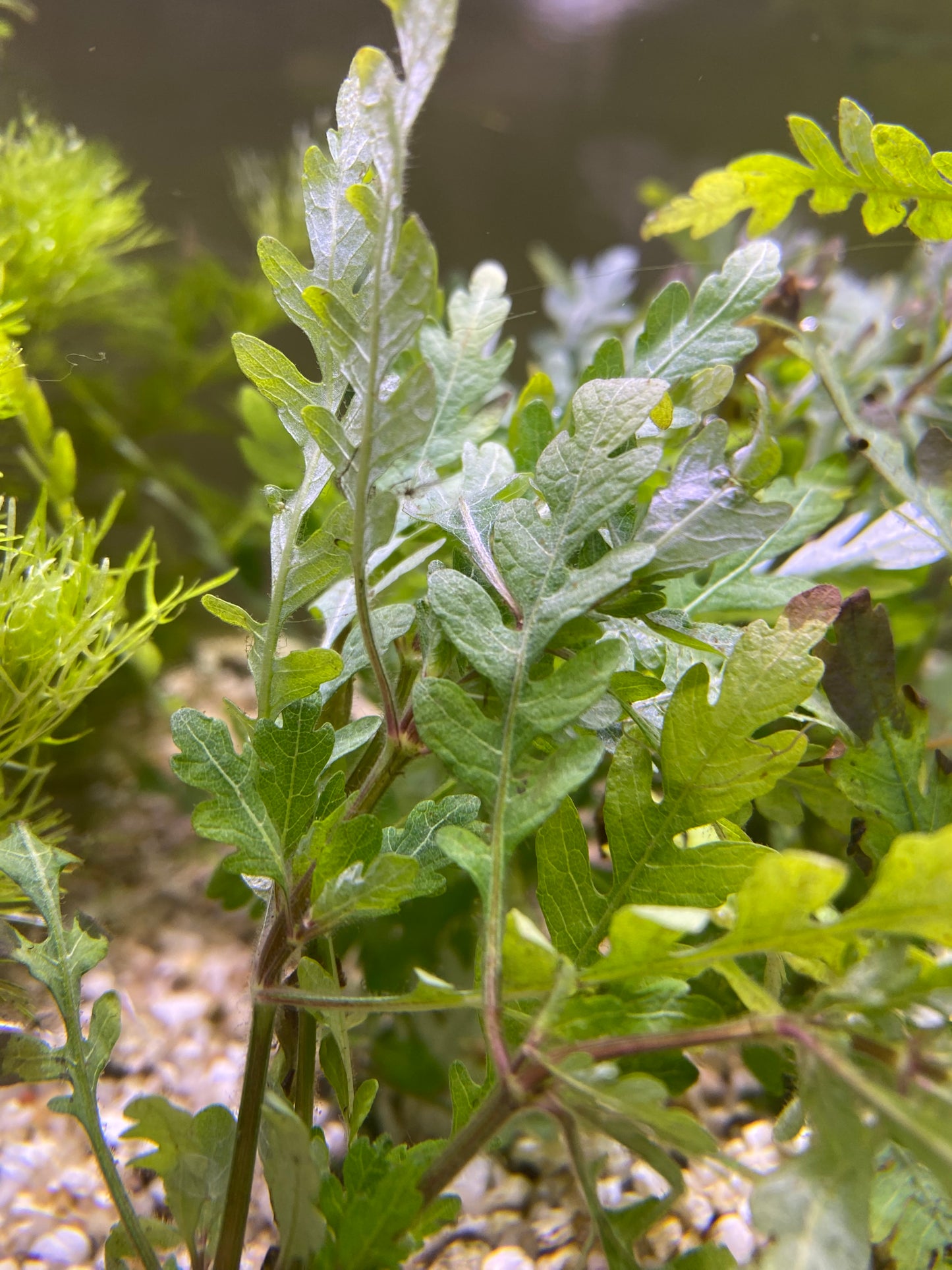 Hygrophila pinnatifida