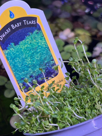 Dwarf Baby tears (Potted)