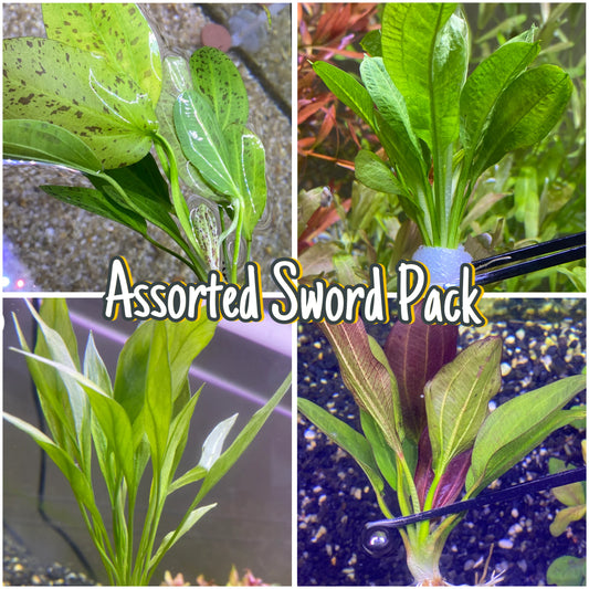 Assorted Sword Pack