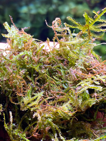 Java moss