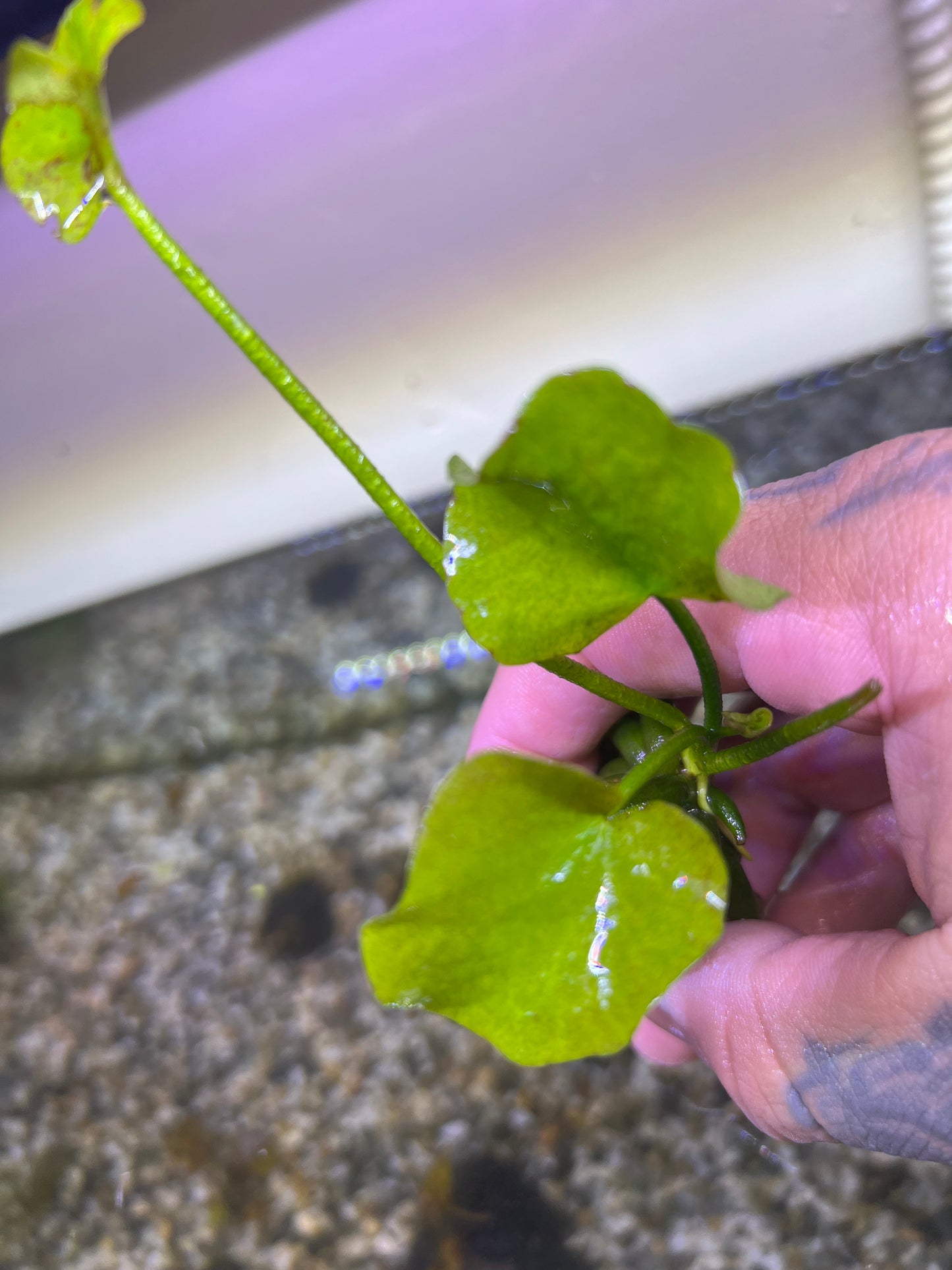 Banana Plant (Nymphoides Aquatica)