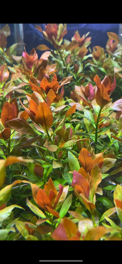 Ludwigia Repens (Broad Leaf)