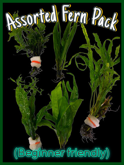 Assorted fern pack!