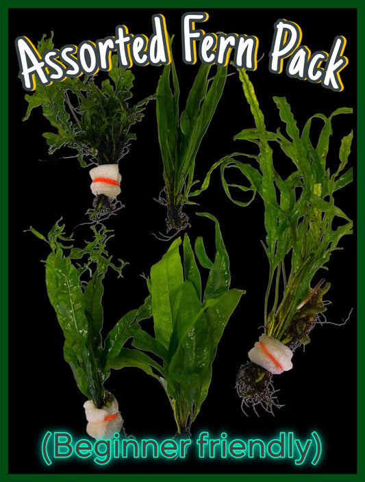 Assorted fern pack!