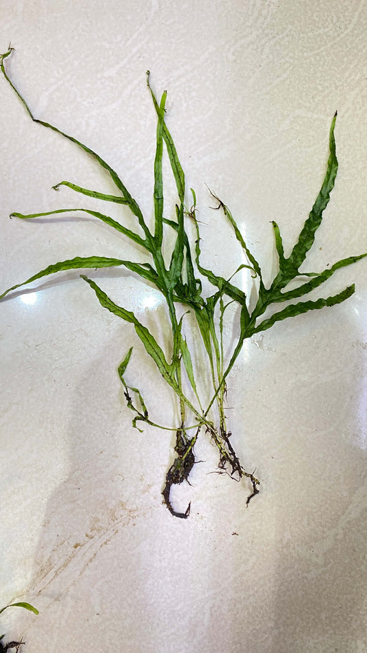 Trident fern
