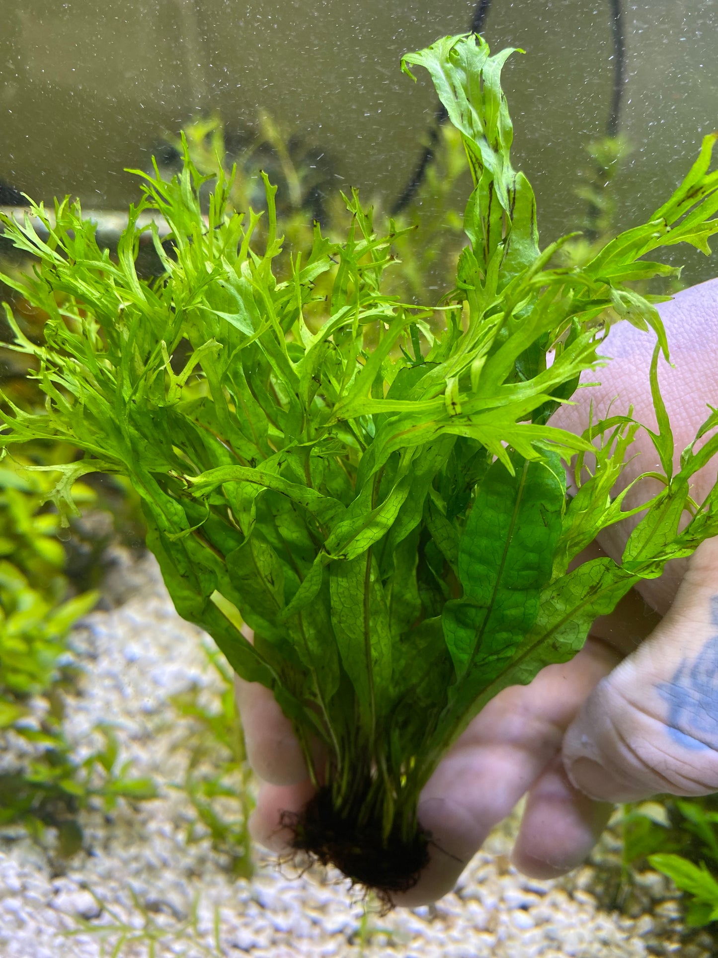 Java Fern Windelov