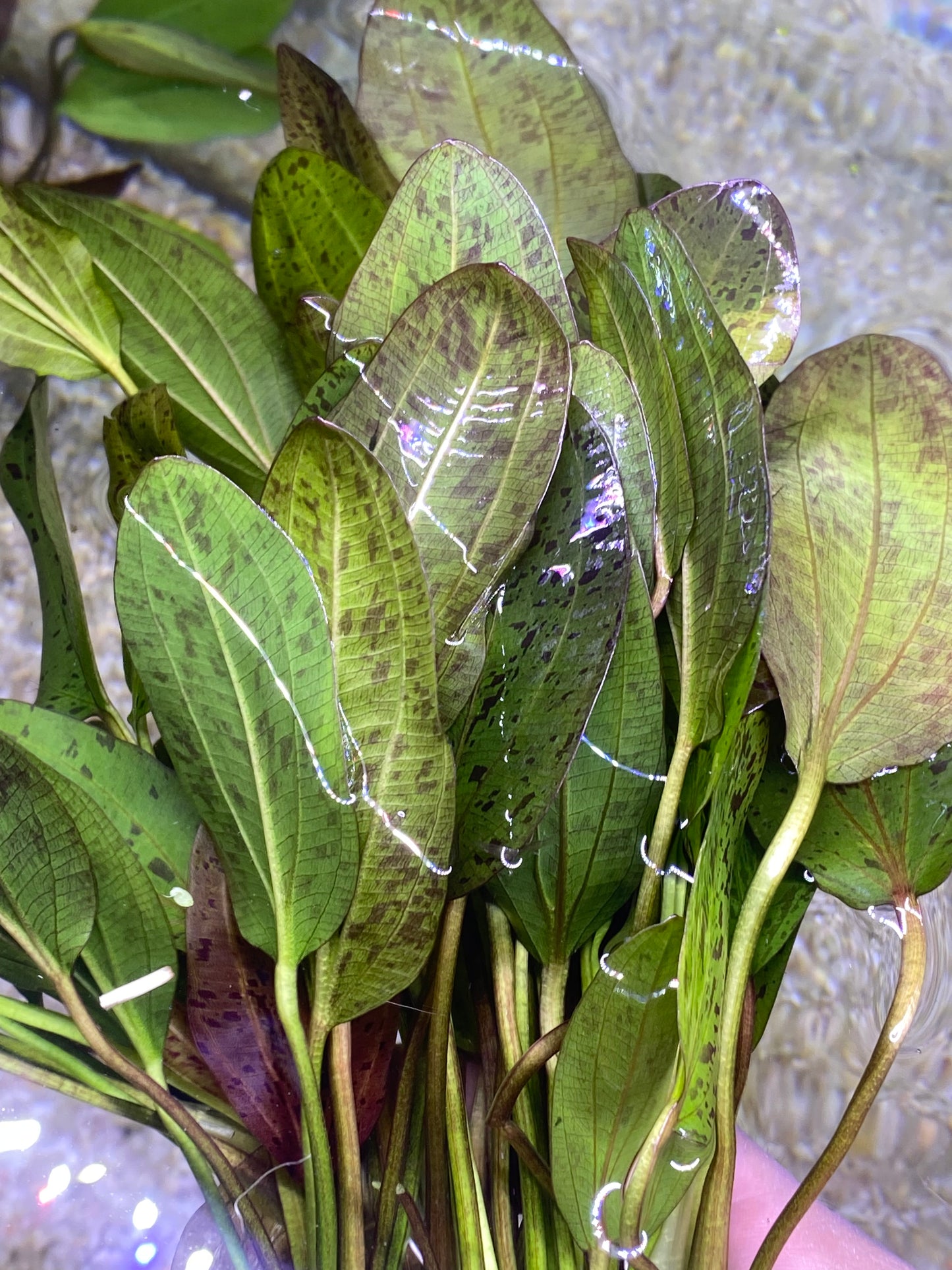 Red Ozelot Sword (Echinodorus Ozelot Var. Red)