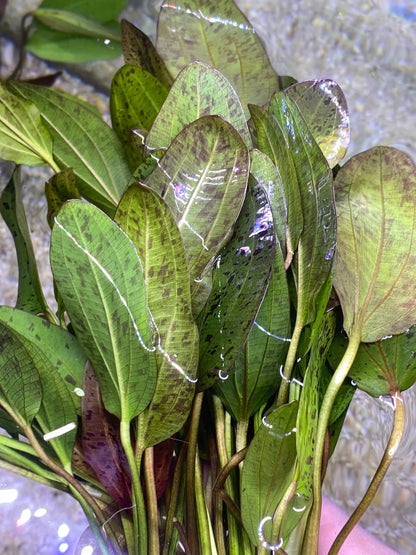 Red Ozelot Sword (Echinodorus Ozelot Var. Red)