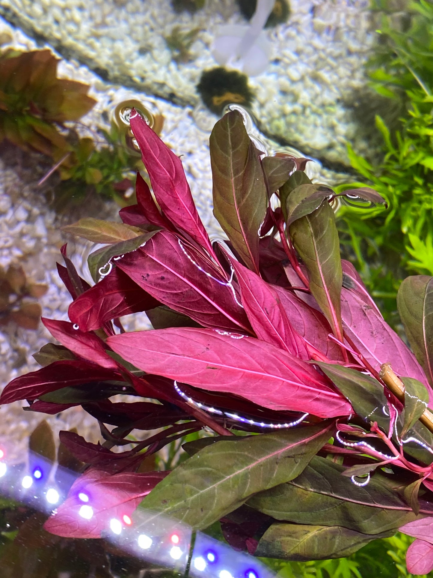 Ludwigia Peruensis