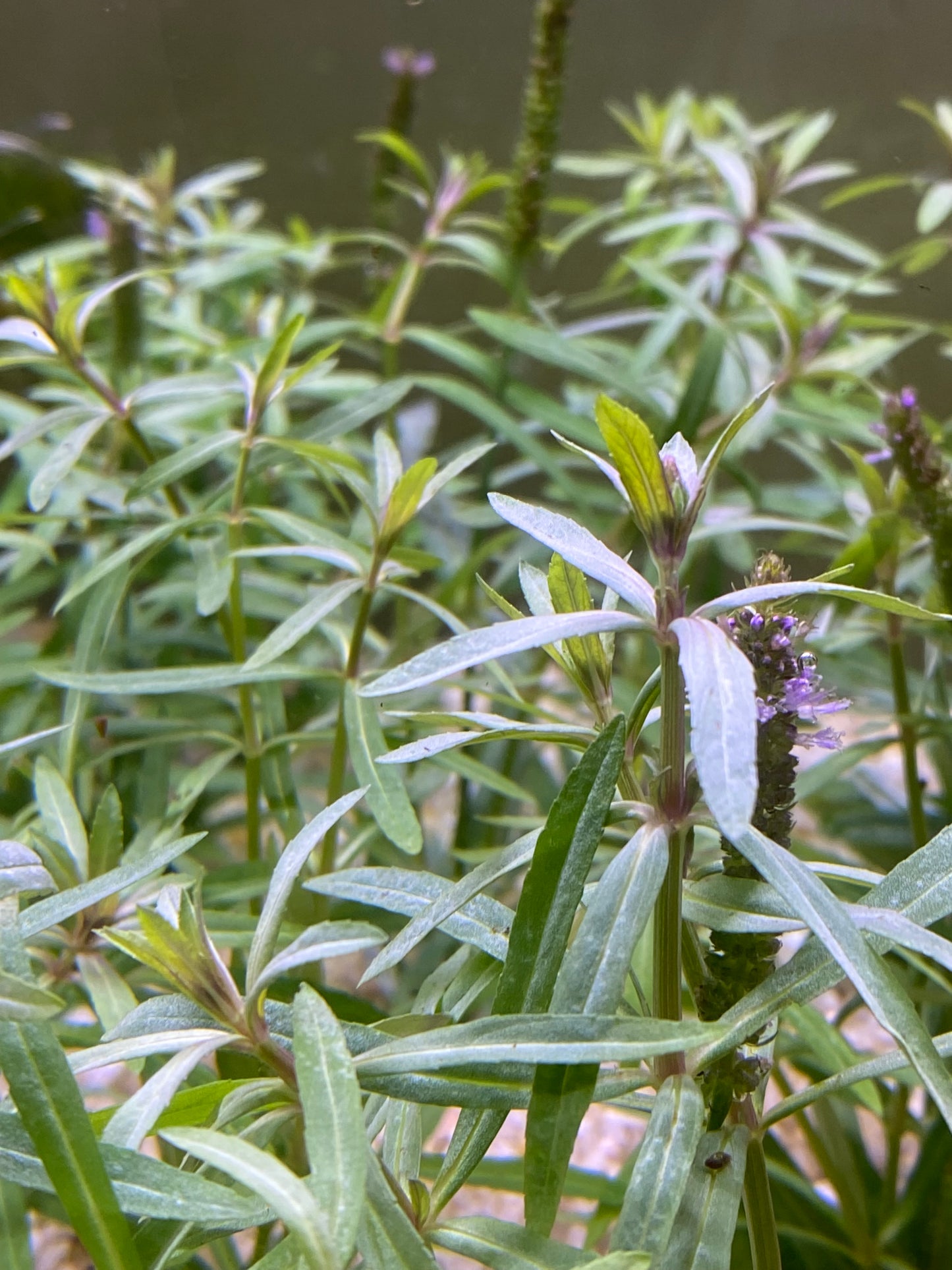 Pogostemus Stellatus(Narrow-Leaf)