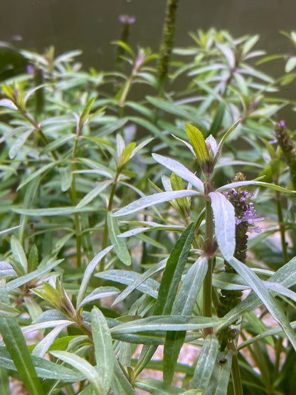 Pogostemus Stellatus(Narrow-Leaf)