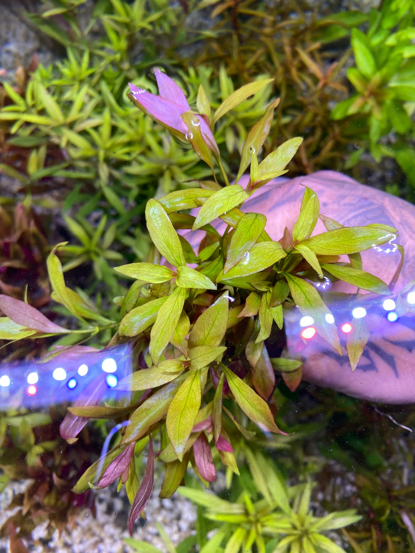 Ludwigia Repens narrow leaf